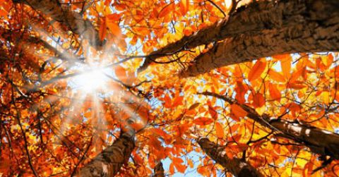 Otoño
