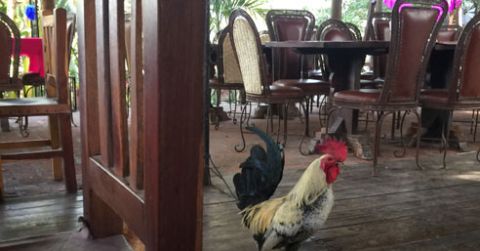 Entre comidas y tortillas